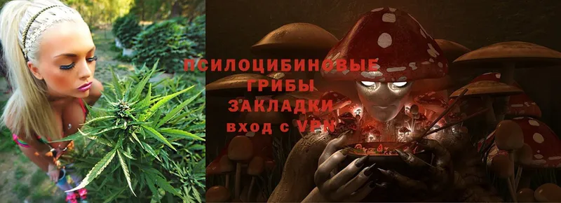 Галлюциногенные грибы Psilocybe  Серафимович 